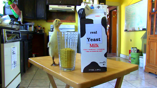20140701082712-milk_carton_and_duckling_scaled