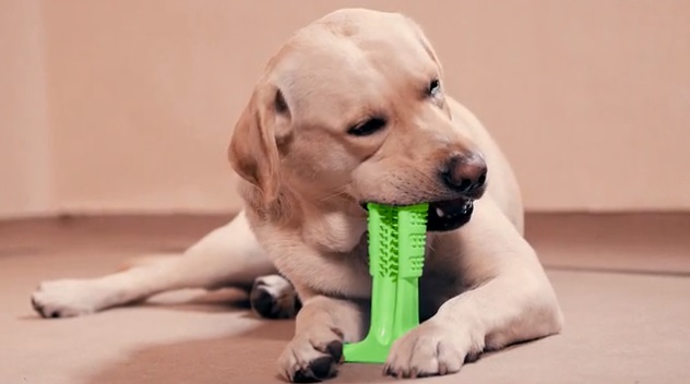 dog tooth brush 2.jpg
