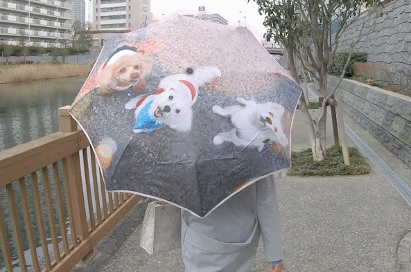 umbrella 9.jpg